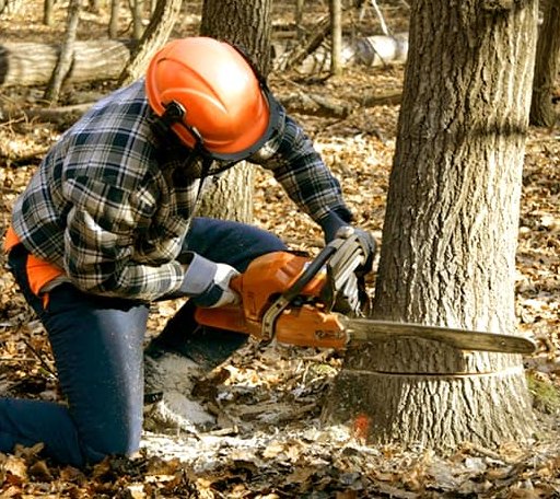 Tree Removal in Cord, AR